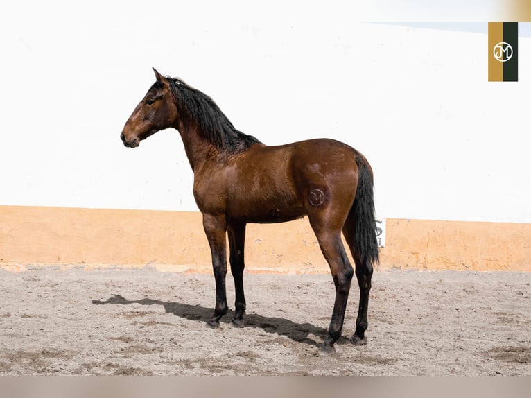 PRE Hengst 4 Jaar 166 cm Bruin in Albacete, Spain