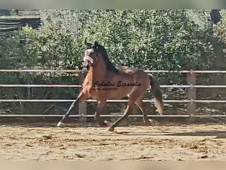 PRE Mix Hengst 4 Jaar 166 cm Bruin in vejer de la frontera