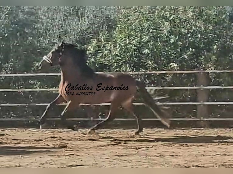 PRE Mix Hengst 4 Jaar 166 cm Bruin in vejer de la frontera