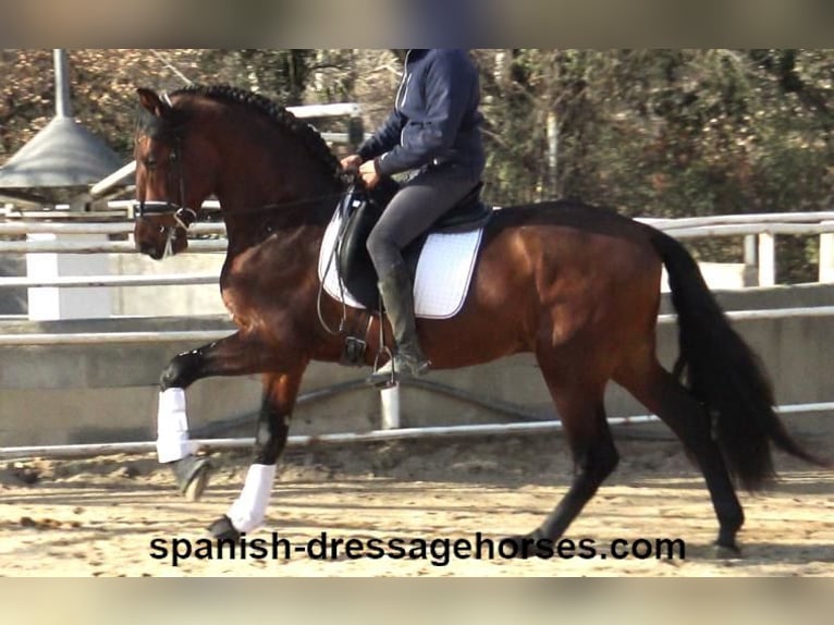 PRE Mix Hengst 4 Jaar 166 cm Bruin in Barcelona