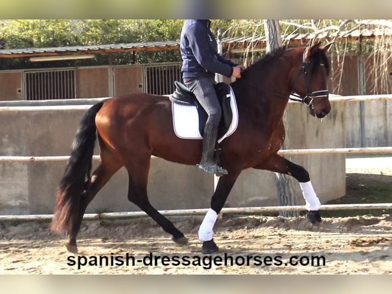 PRE Mix Hengst 4 Jaar 166 cm Bruin in Barcelona