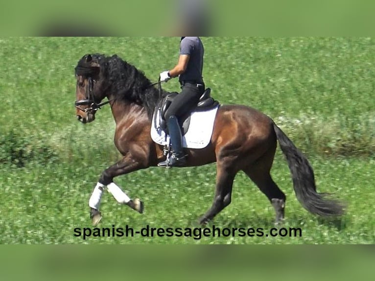 PRE Mix Hengst 4 Jaar 166 cm Bruin in Barcelona