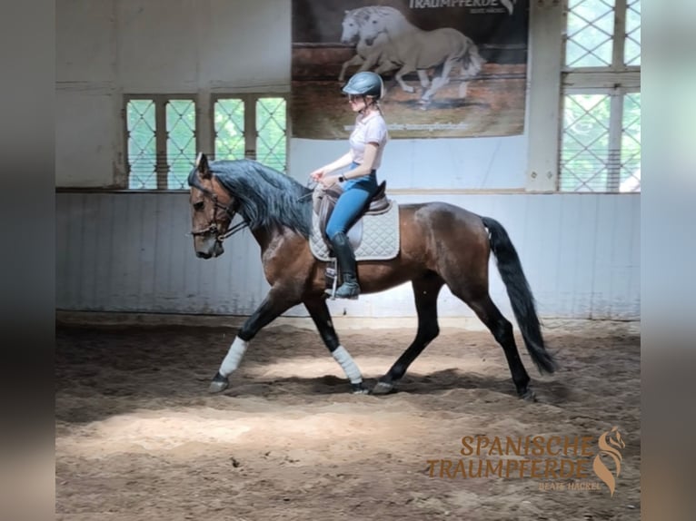 PRE Mix Hengst 4 Jaar 166 cm Bruin in Traventhal