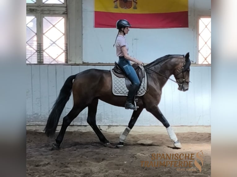 PRE Mix Hengst 4 Jaar 166 cm Bruin in Traventhal