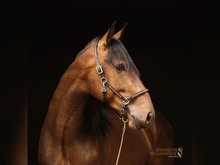 PRE Mix Hengst 4 Jaar 166 cm Bruin in Traventhal