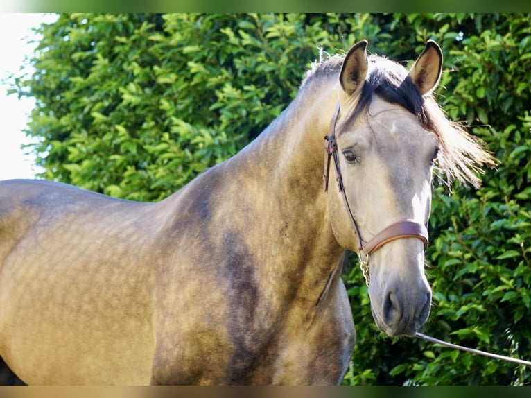 PRE Hengst 4 Jaar 166 cm Buckskin in Ourense