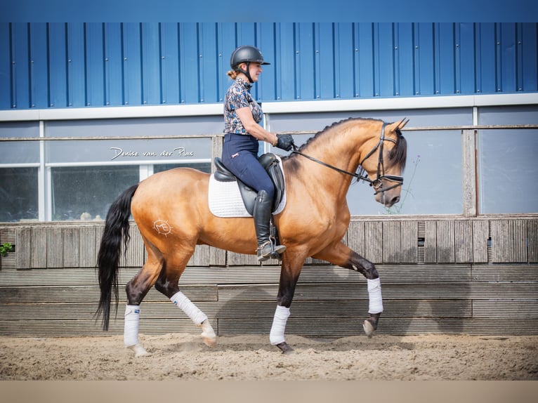 PRE Mix Hengst 4 Jaar 166 cm Buckskin in Poeldijk
