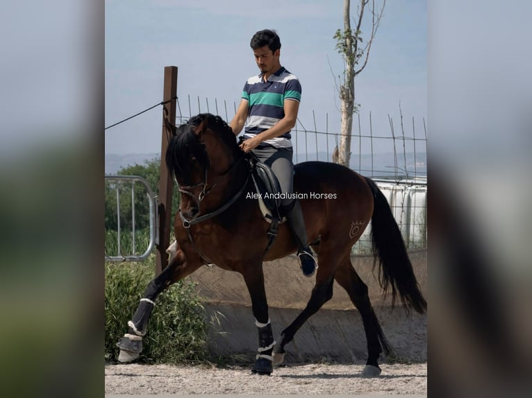 PRE Mix Hengst 4 Jaar 166 cm Donkerbruin in Sevilla