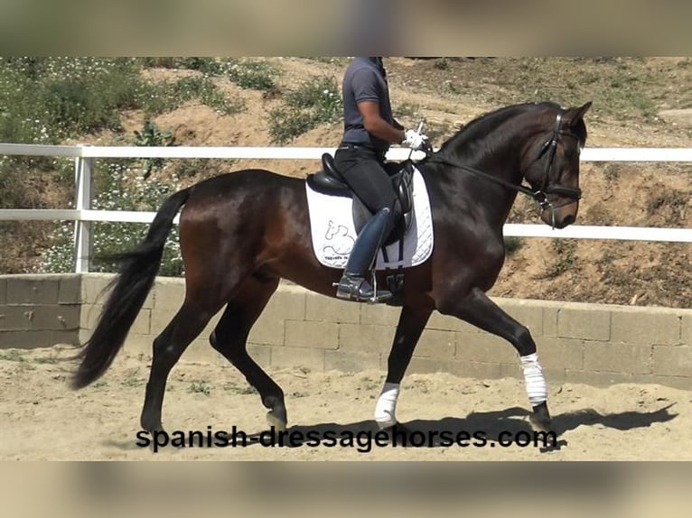 PRE Mix Hengst 4 Jaar 166 cm Donkerbruin in Barcelona