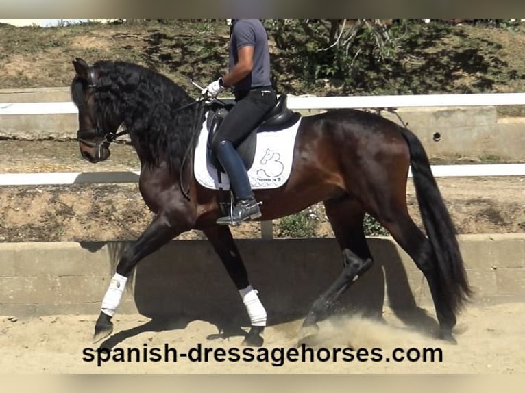 PRE Mix Hengst 4 Jaar 166 cm Donkerbruin in Barcelona