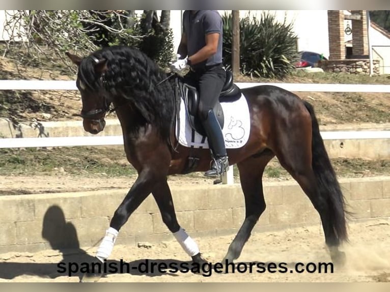 PRE Mix Hengst 4 Jaar 166 cm Donkerbruin in Barcelona