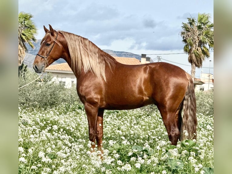 PRE Mix Hengst 4 Jaar 166 cm Donkere-vos in Schwarme