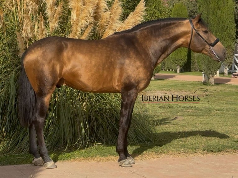 PRE Mix Hengst 4 Jaar 166 cm Falbe in Navas Del Madroño PRE Mix Hengst 4 Jaar 166 cm Falbe in Navas Del Madroño