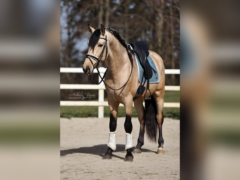 PRE Mix Hengst 4 Jaar 166 cm Falbe in Niederstaufen