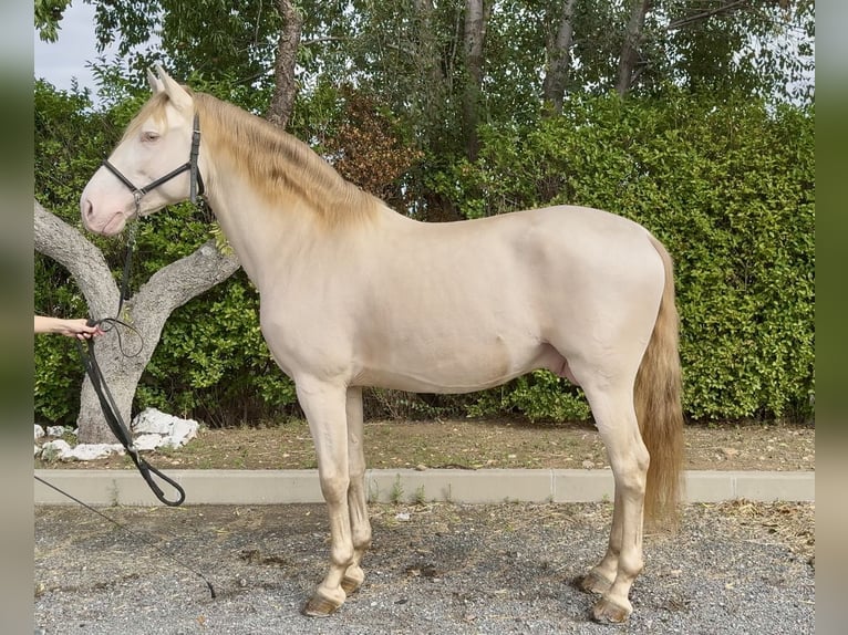 PRE Hengst 4 Jaar 166 cm Pearl in Valdeavero