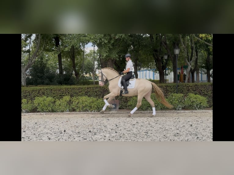 PRE Hengst 4 Jaar 166 cm Pearl in Valdeavero