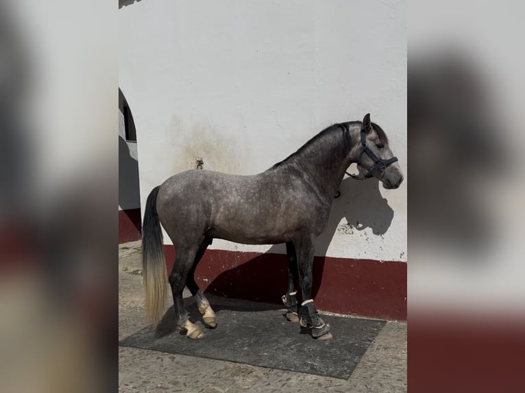 PRE Hengst 4 Jaar 166 cm Schimmel in Tarifa