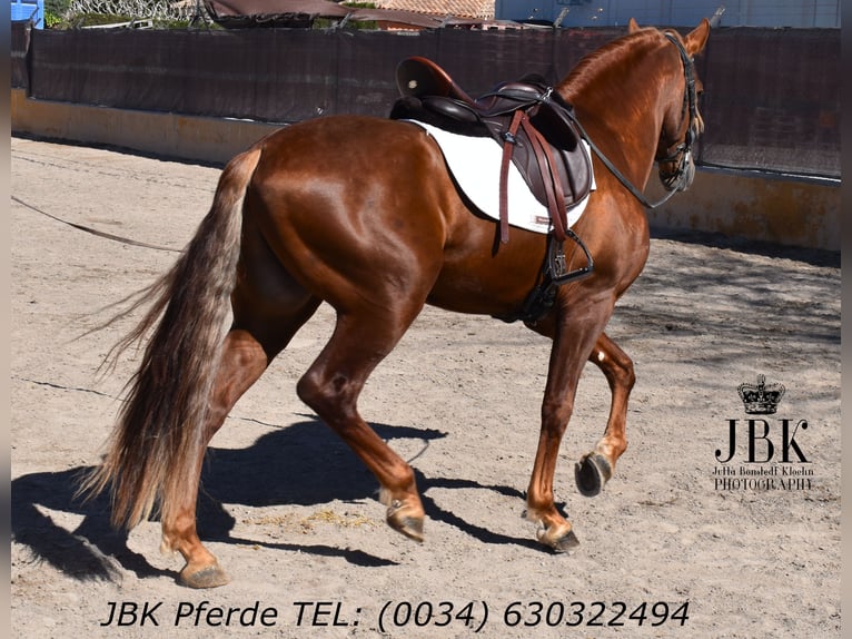 PRE Mix Hengst 4 Jaar 166 cm Vos in Tabernas Almeria