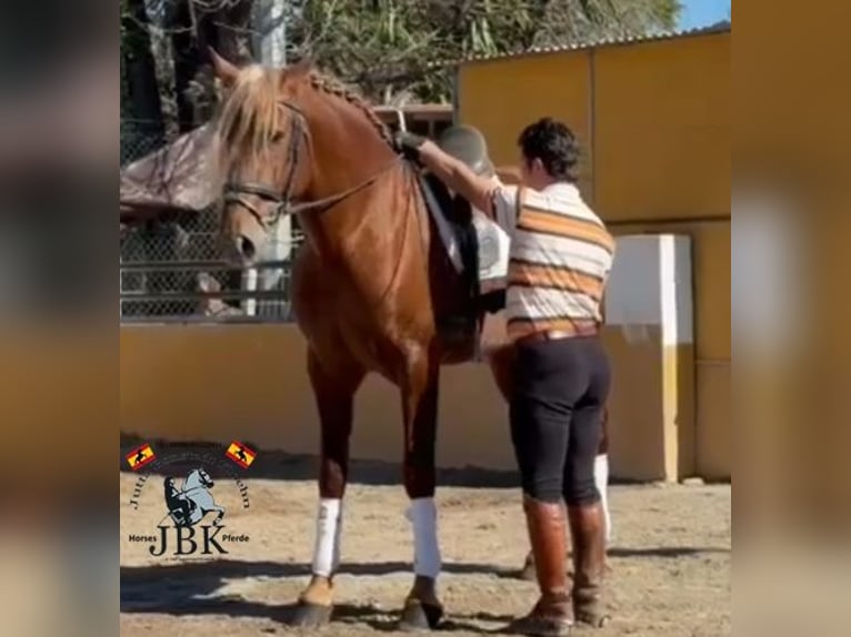 PRE Mix Hengst 4 Jaar 166 cm Vos in Tabernas Almeria