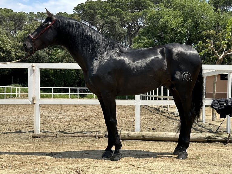 PRE Hengst 4 Jaar 166 cm Zwart in Palafolls