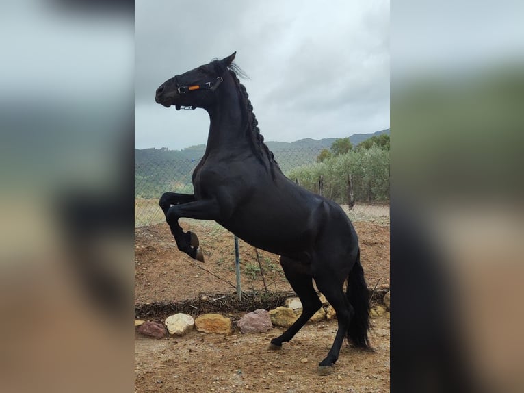 PRE Mix Hengst 4 Jaar 166 cm Zwart in Malaga