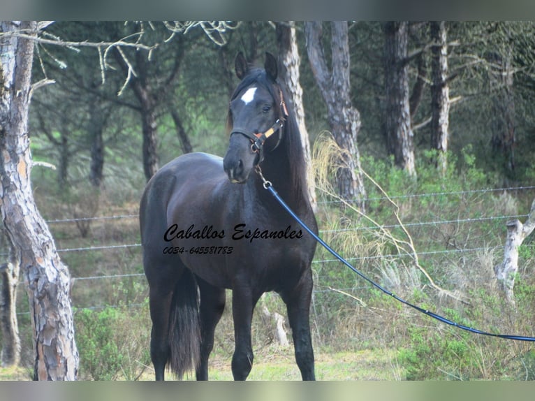 PRE Mix Hengst 4 Jaar 166 cm Zwart in Vejer de la Frontera