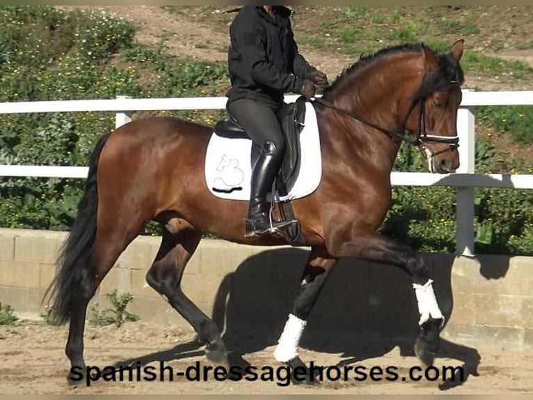 PRE Mix Hengst 4 Jaar 167 cm Bruin in Barcelona