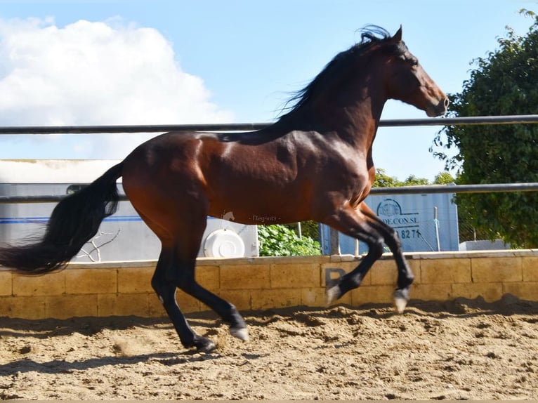 PRE Hengst 4 Jaar 167 cm Bruin in Provinz Malaga