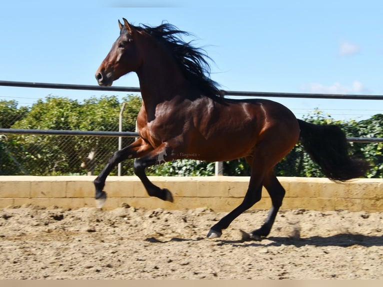 PRE Hengst 4 Jaar 167 cm Bruin in Provinz Malaga