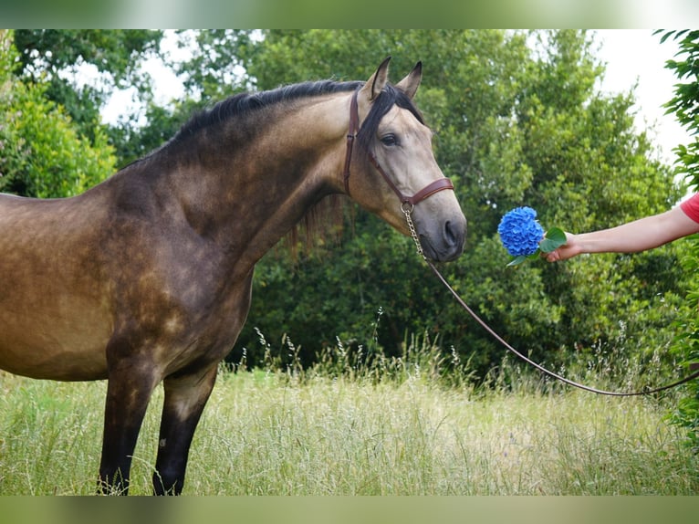 PRE Hengst 4 Jaar 167 cm Buckskin in Ourense