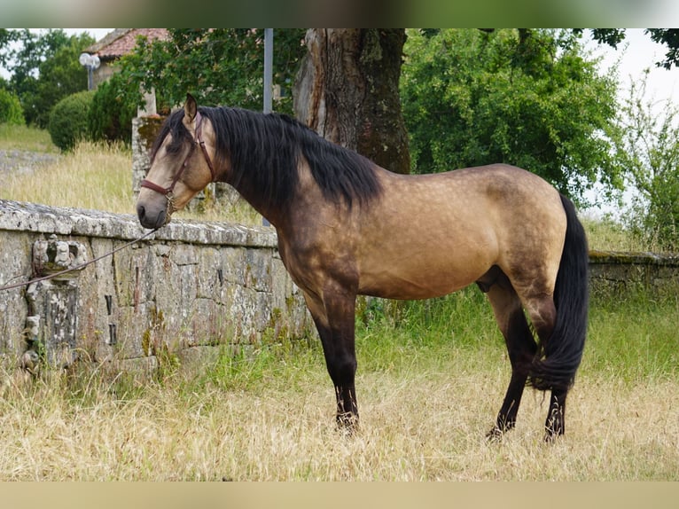 PRE Hengst 4 Jaar 167 cm Buckskin in Ourense