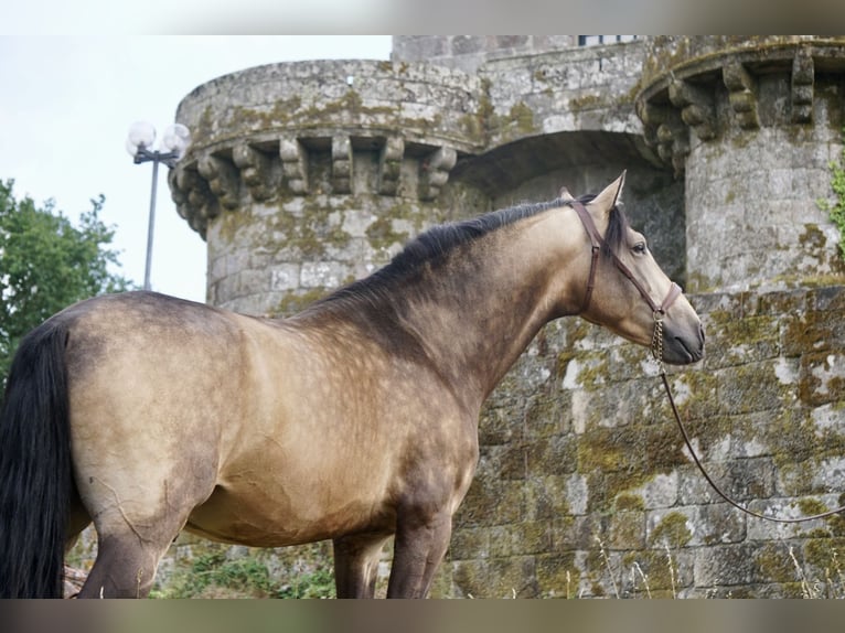 PRE Hengst 4 Jaar 167 cm Buckskin in Ourense