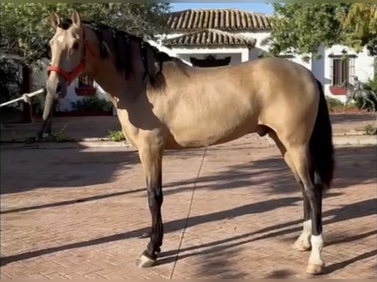 PRE Mix Hengst 4 Jaar 167 cm Buckskin in Palma del Rìo