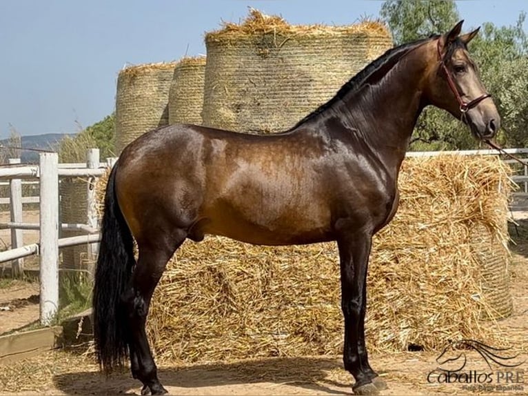 PRE Hengst 4 Jaar 167 cm Buckskin in Barcelona