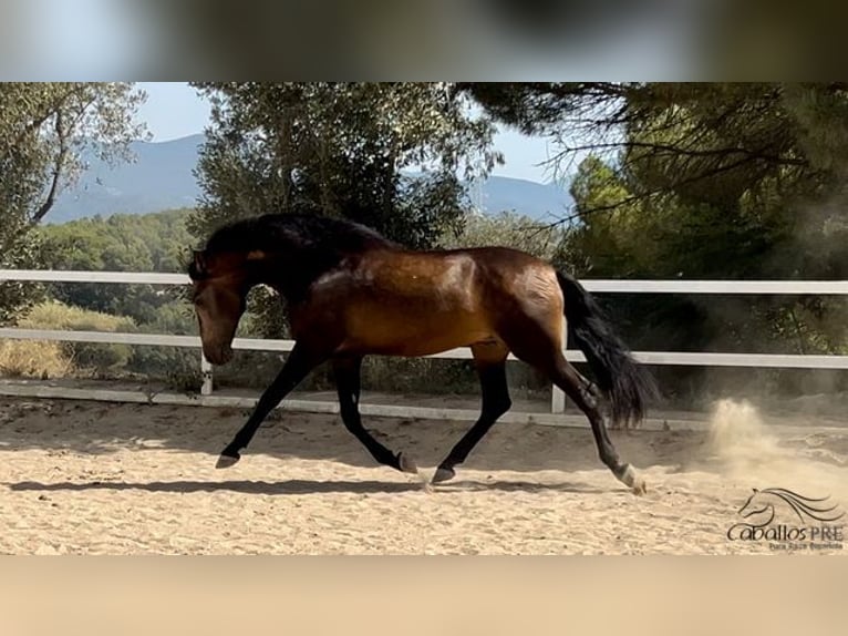 PRE Hengst 4 Jaar 167 cm Buckskin in Barcelona