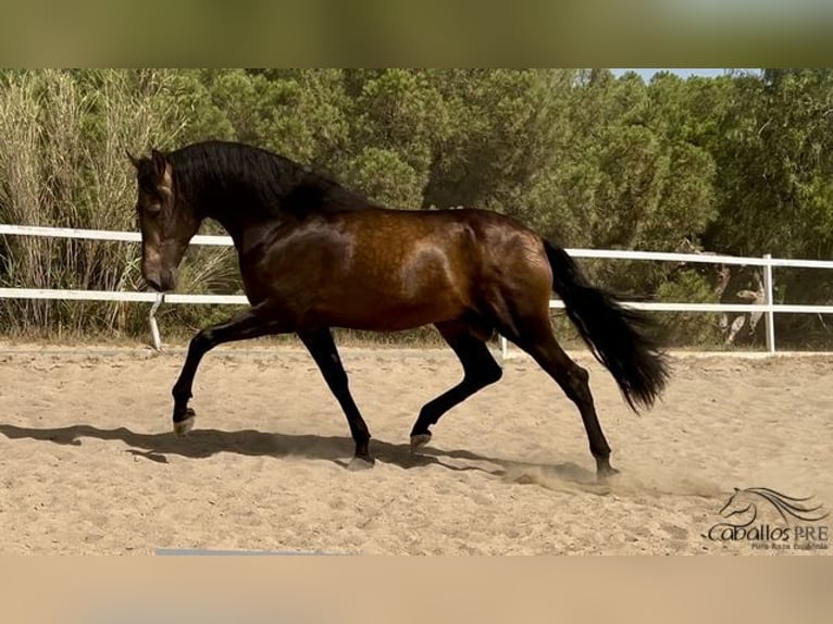 PRE Hengst 4 Jaar 167 cm Buckskin in Barcelona