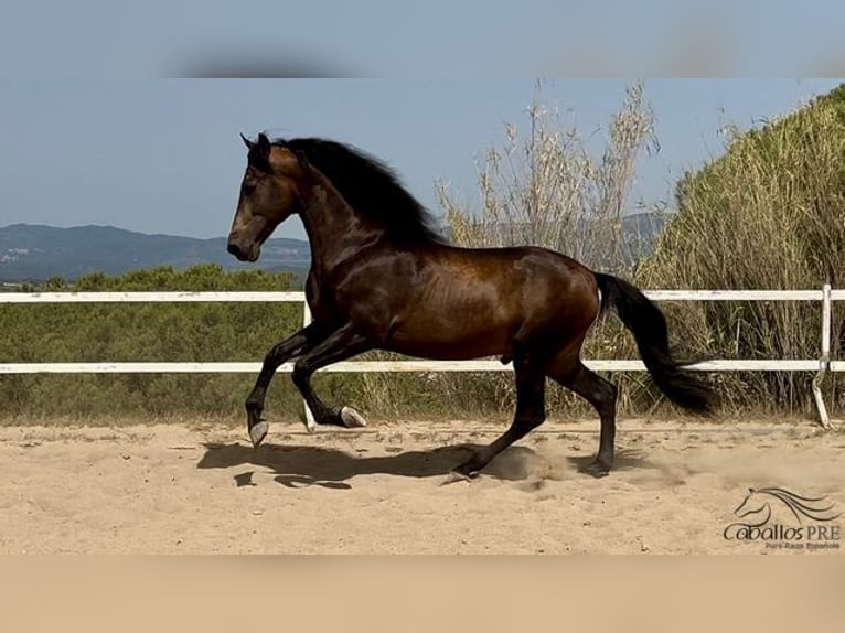 PRE Hengst 4 Jaar 167 cm Buckskin in Barcelona