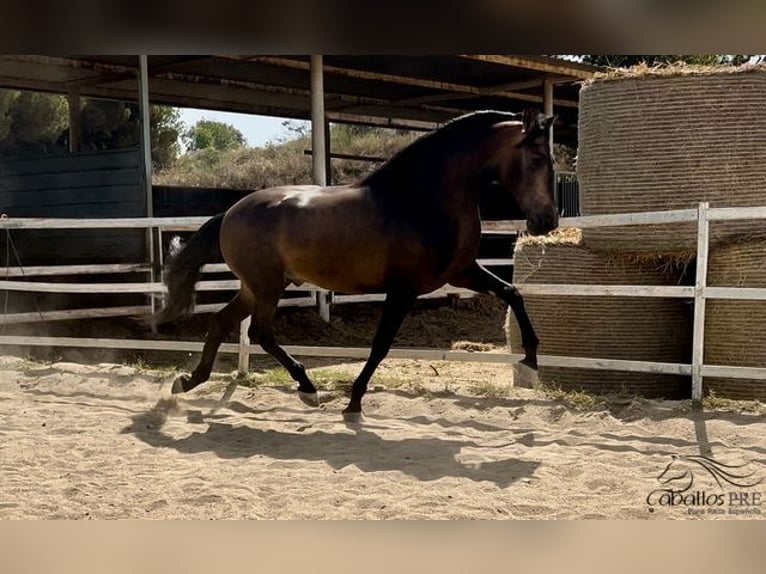 PRE Hengst 4 Jaar 167 cm Buckskin in Barcelona