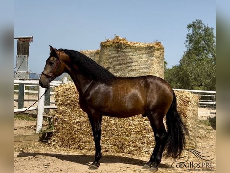 PRE Hengst 4 Jaar 167 cm Buckskin in Barcelona