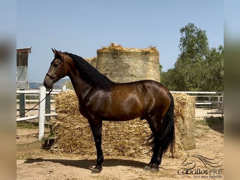 PRE Hengst 4 Jaar 167 cm Buckskin in Barcelona