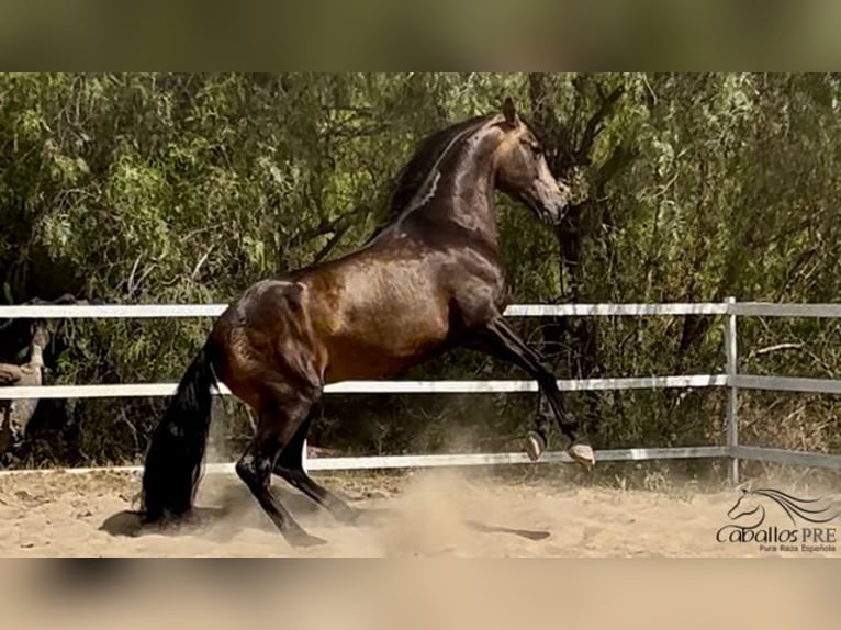 PRE Hengst 4 Jaar 167 cm Buckskin in Barcelona