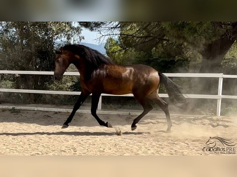 PRE Hengst 4 Jaar 167 cm Buckskin in Barcelona