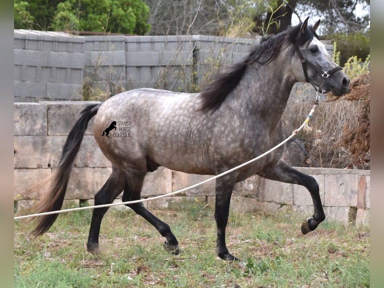 PRE Hengst 4 Jaar 167 cm Falbe in Mallorca