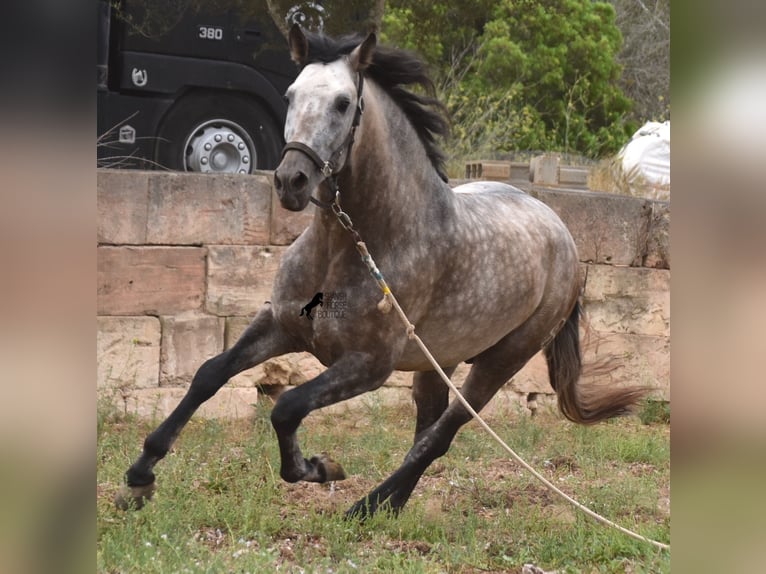 PRE Hengst 4 Jaar 167 cm Falbe in Mallorca