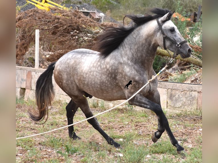 PRE Hengst 4 Jaar 167 cm Falbe in Mallorca