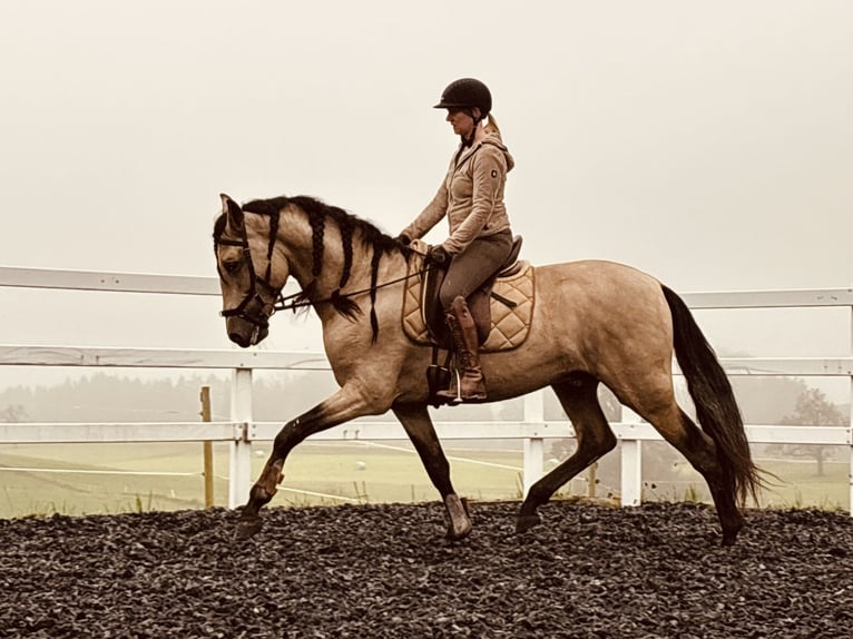 PRE Hengst 4 Jaar 167 cm Falbe in Sigmarszell