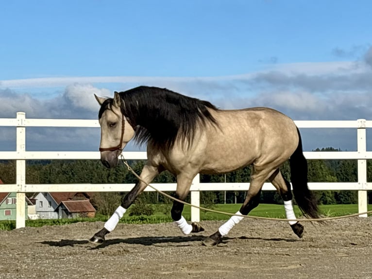 PRE Hengst 4 Jaar 167 cm Falbe in Sigmarszell