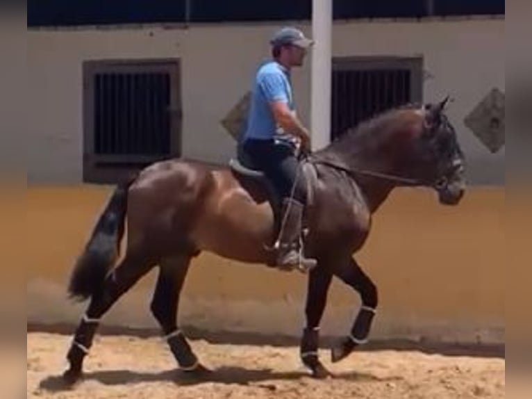 PRE Mix Hengst 4 Jaar 167 cm Roodbruin in Sevilla