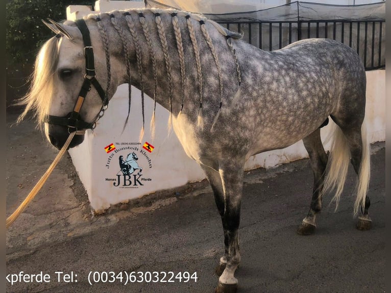PRE Mix Hengst 4 Jaar 167 cm Schimmel in Tabernas Almeria