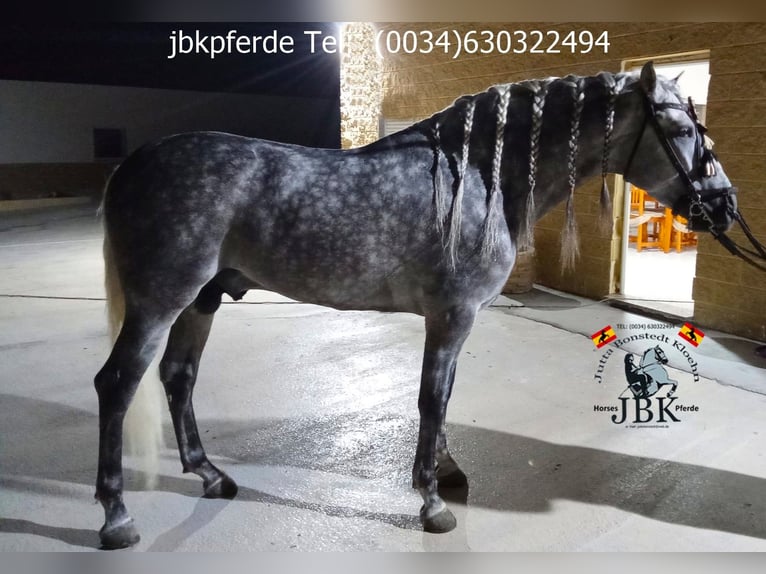 PRE Mix Hengst 4 Jaar 167 cm Schimmel in Tabernas Almeria